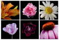 Card Packs - 6, 5x5 by Winona Sangster